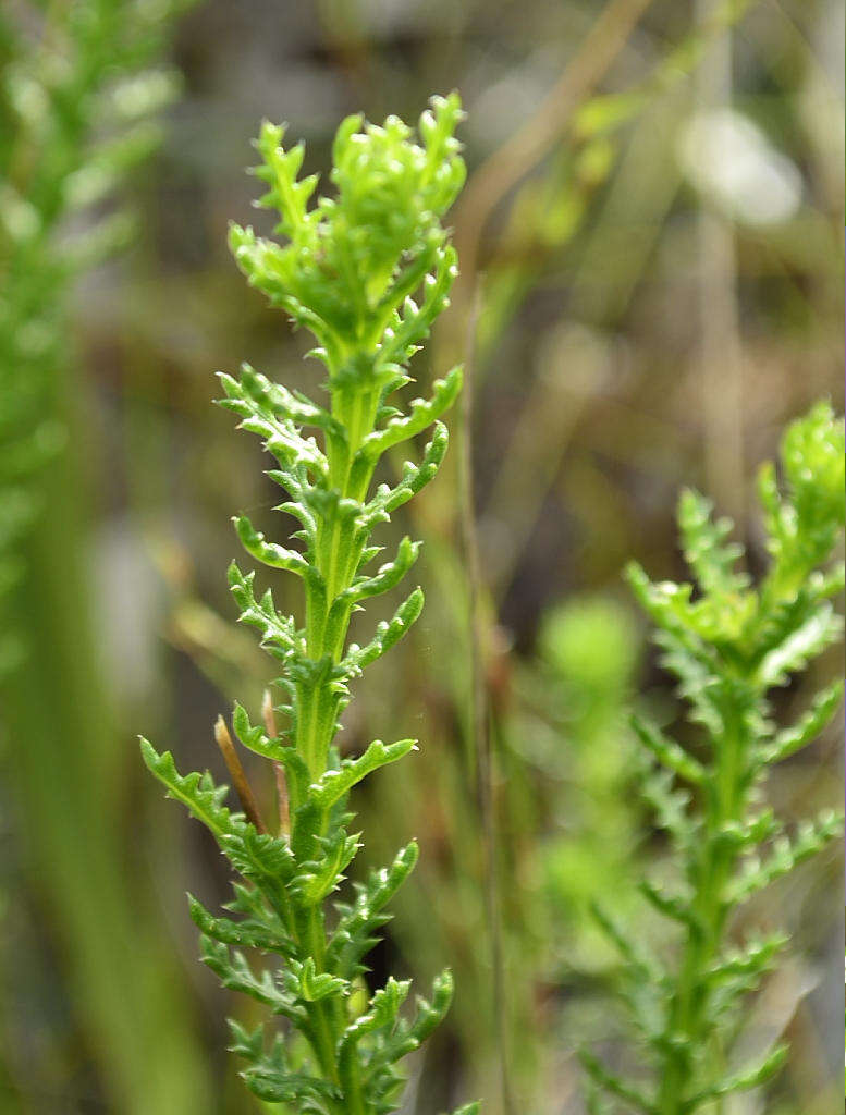 Euryops ursinoides B. Nordenst. resmi