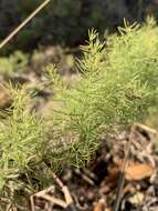 Image of Asparagus minutiflorus (Kunth) Baker