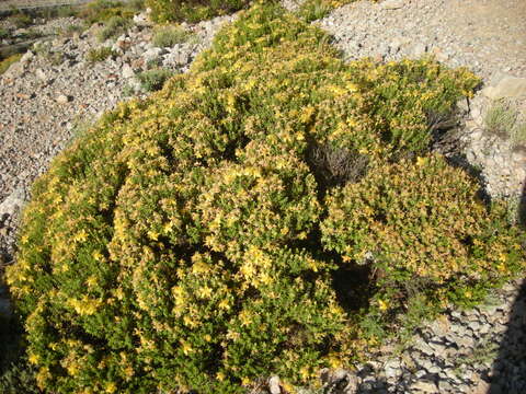 Image of Hypericum balearicum L.