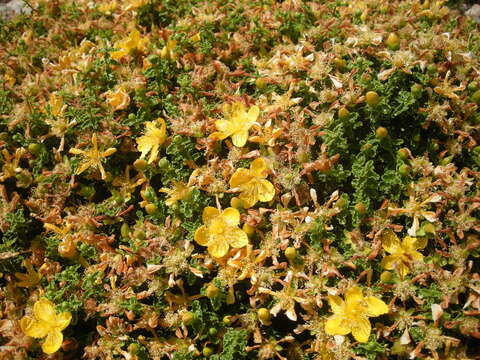 Image of Hypericum balearicum L.