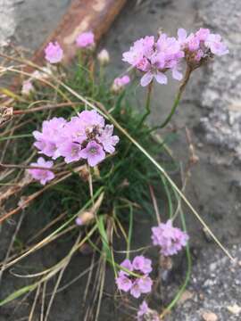 Sivun Armeria maritima subsp. maritima kuva