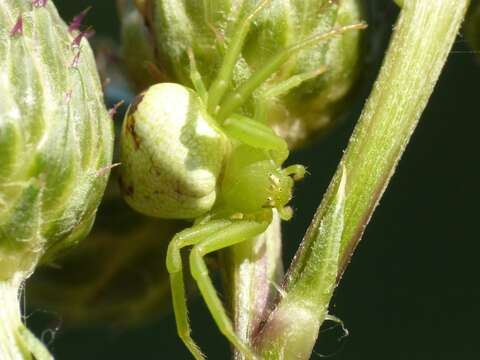 Image of Flower Crab Spiders