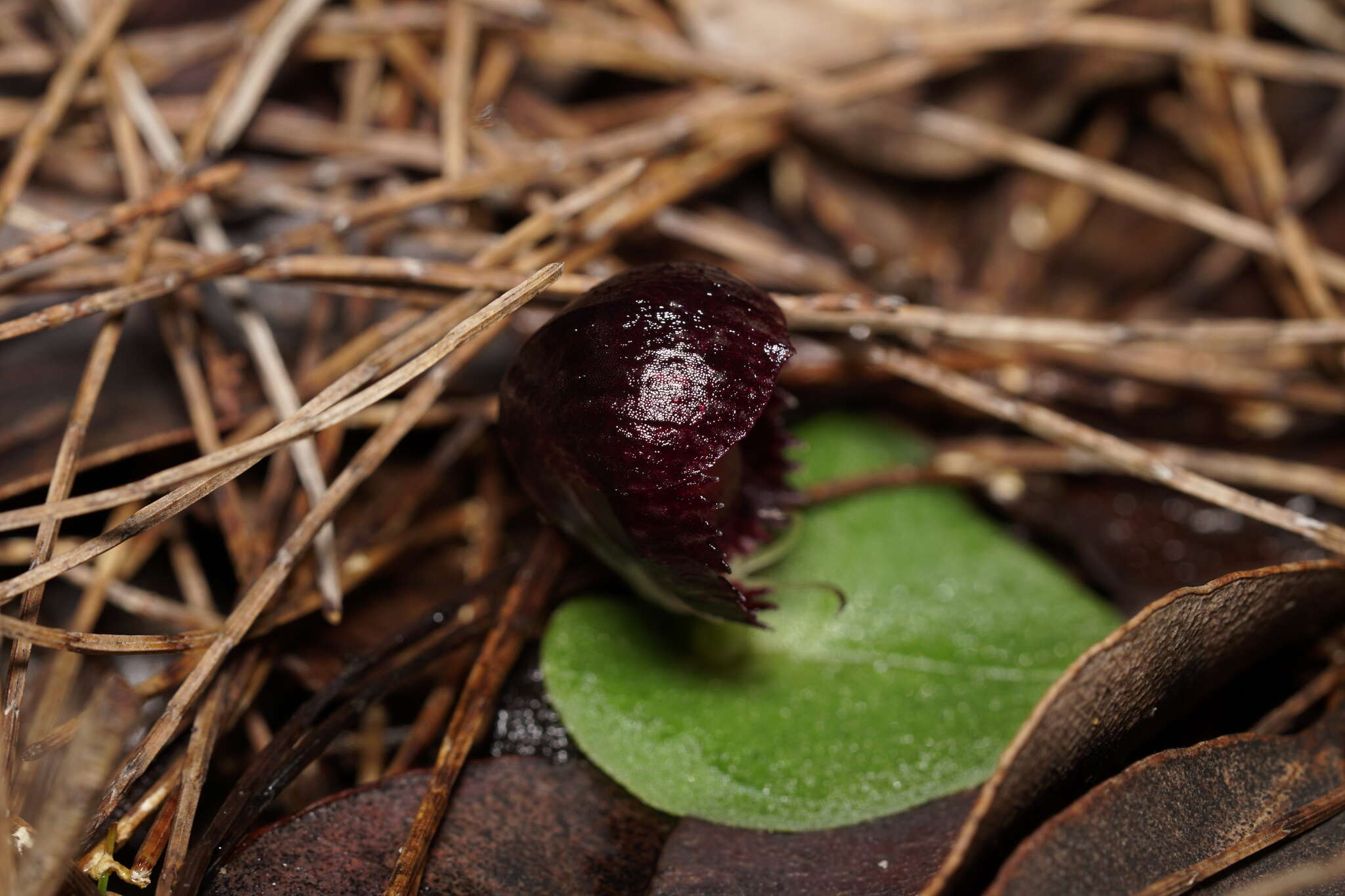 Plancia ëd Corybas recurvus D. L. Jones