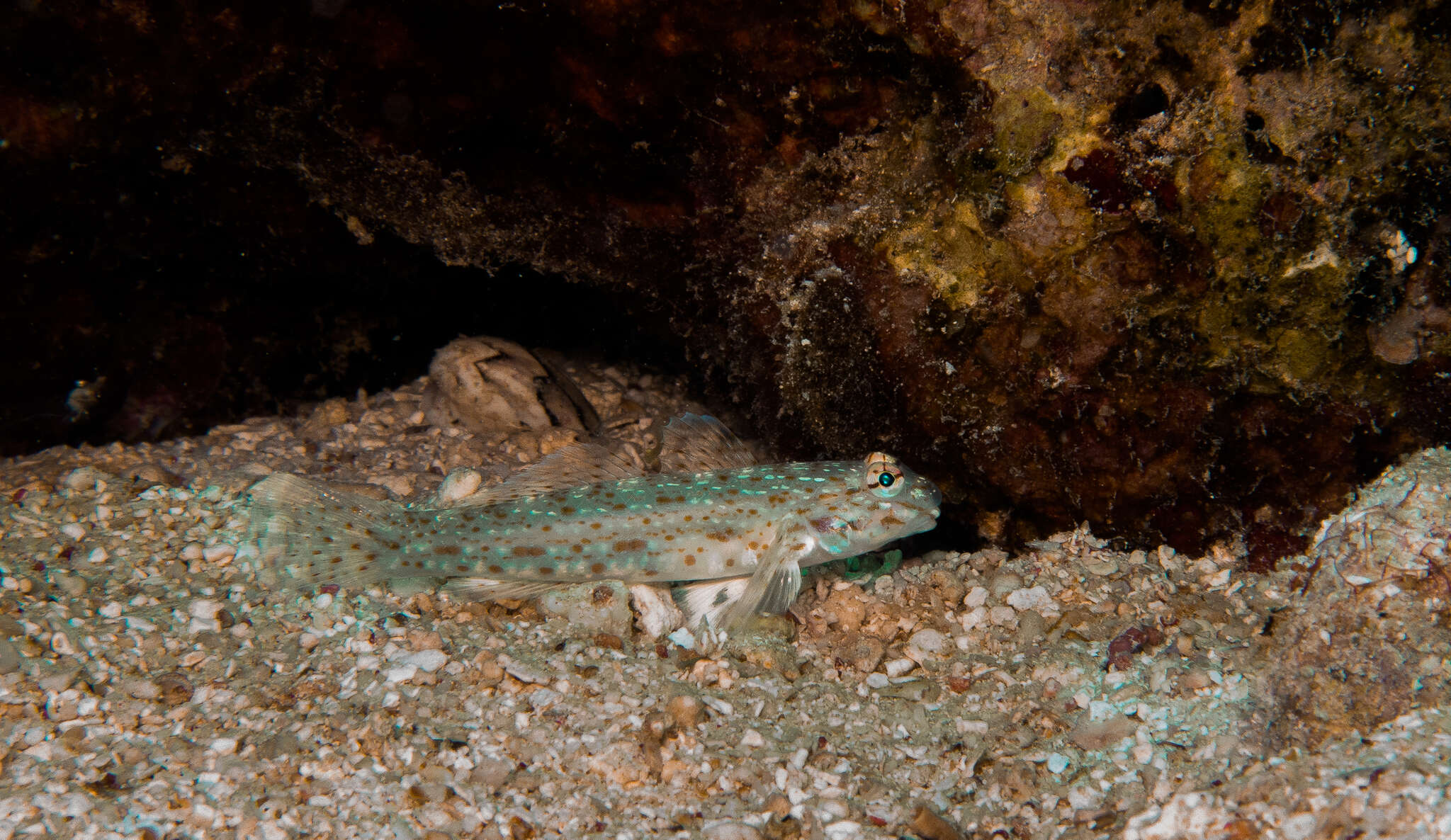 Image of Orangespotted goby