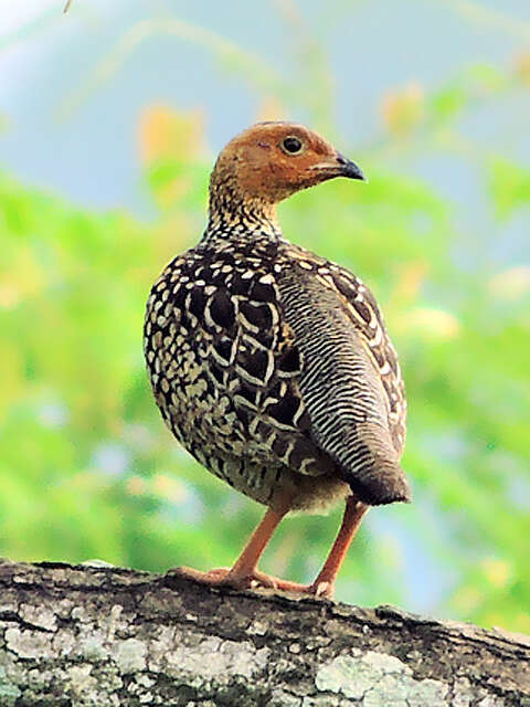 Image of Painted Francolin