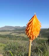 Imagem de Kniphofia uvaria (L.) Oken