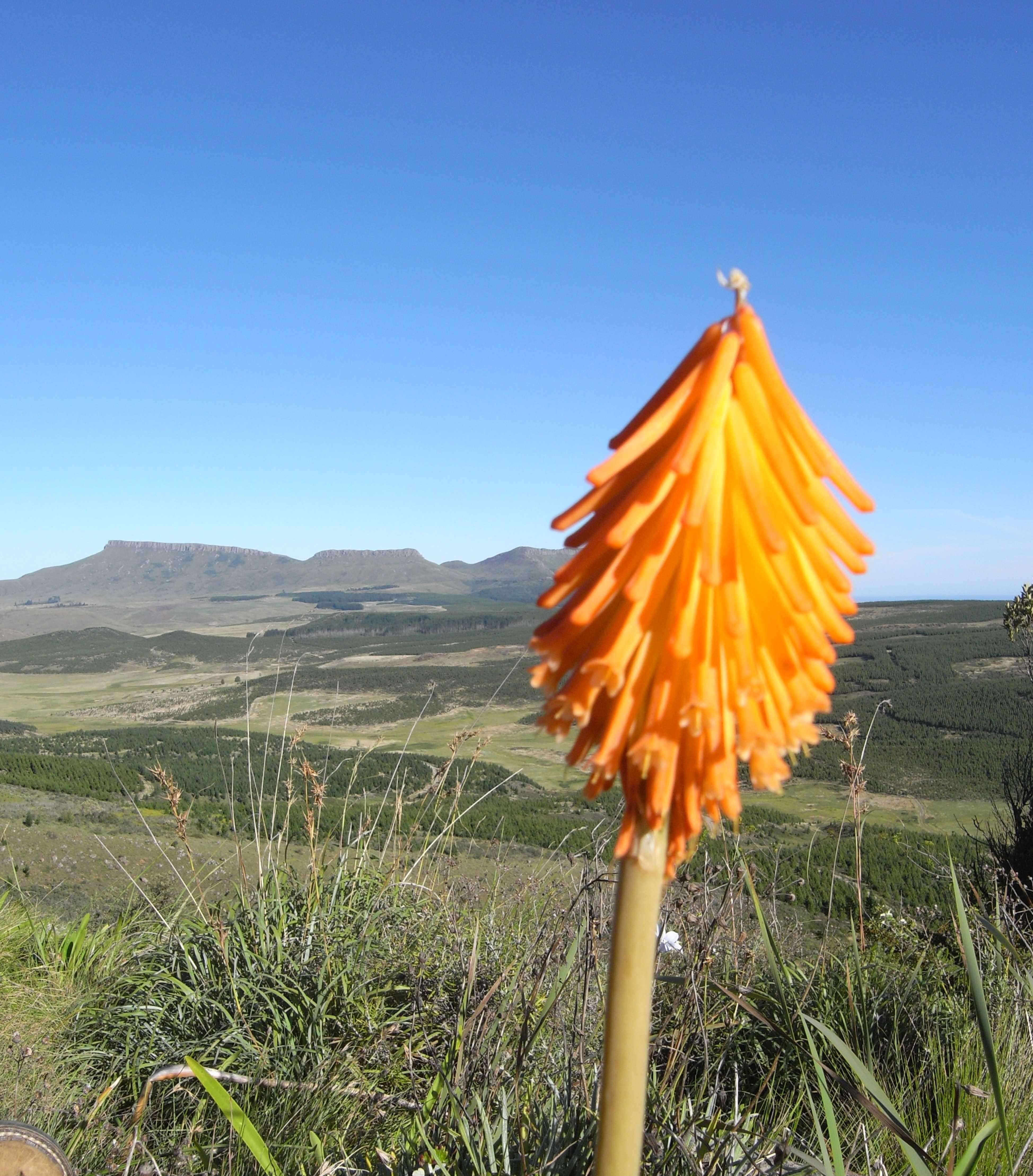 Imagem de Kniphofia uvaria (L.) Oken