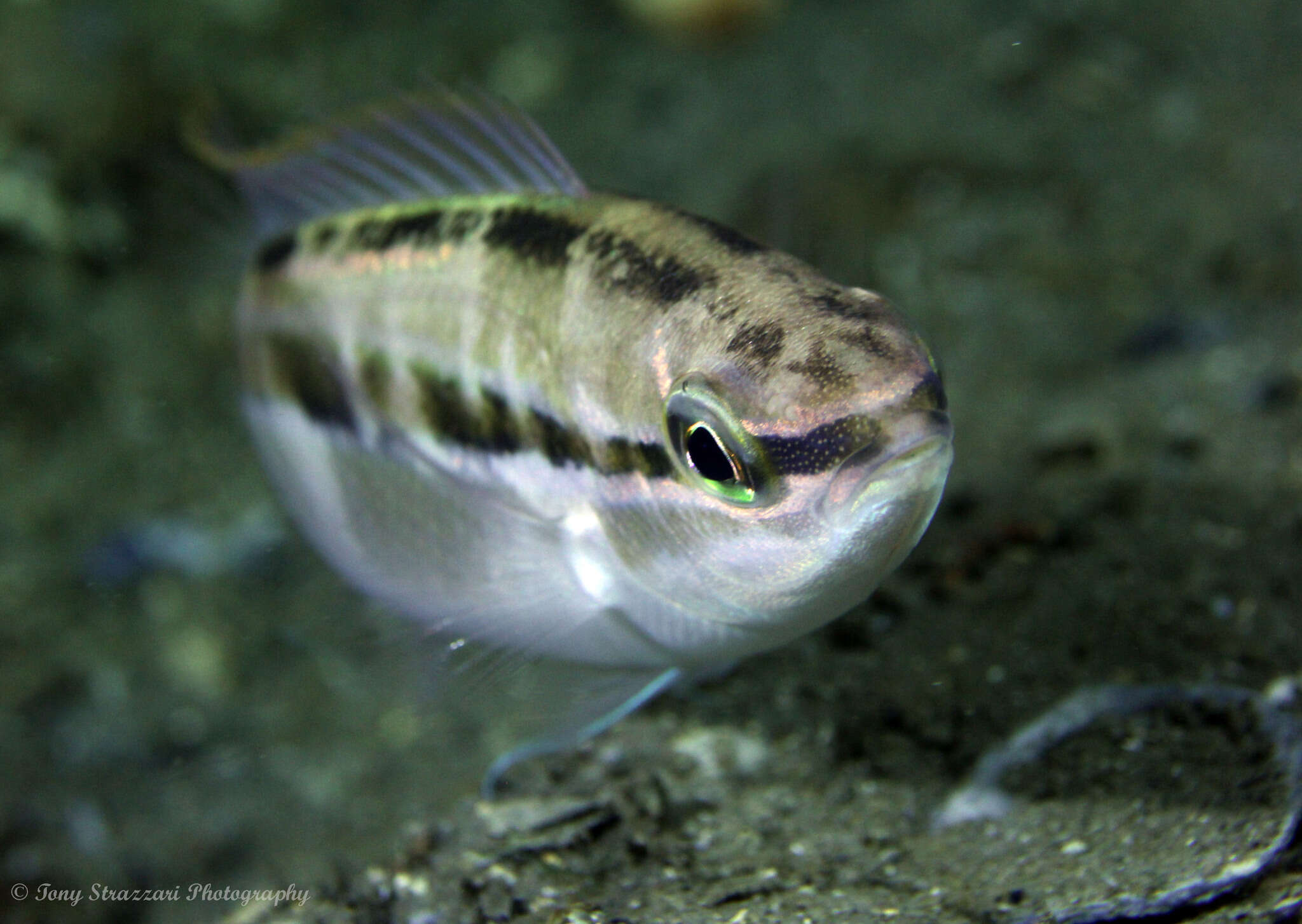 Image of Black stripe butterfish