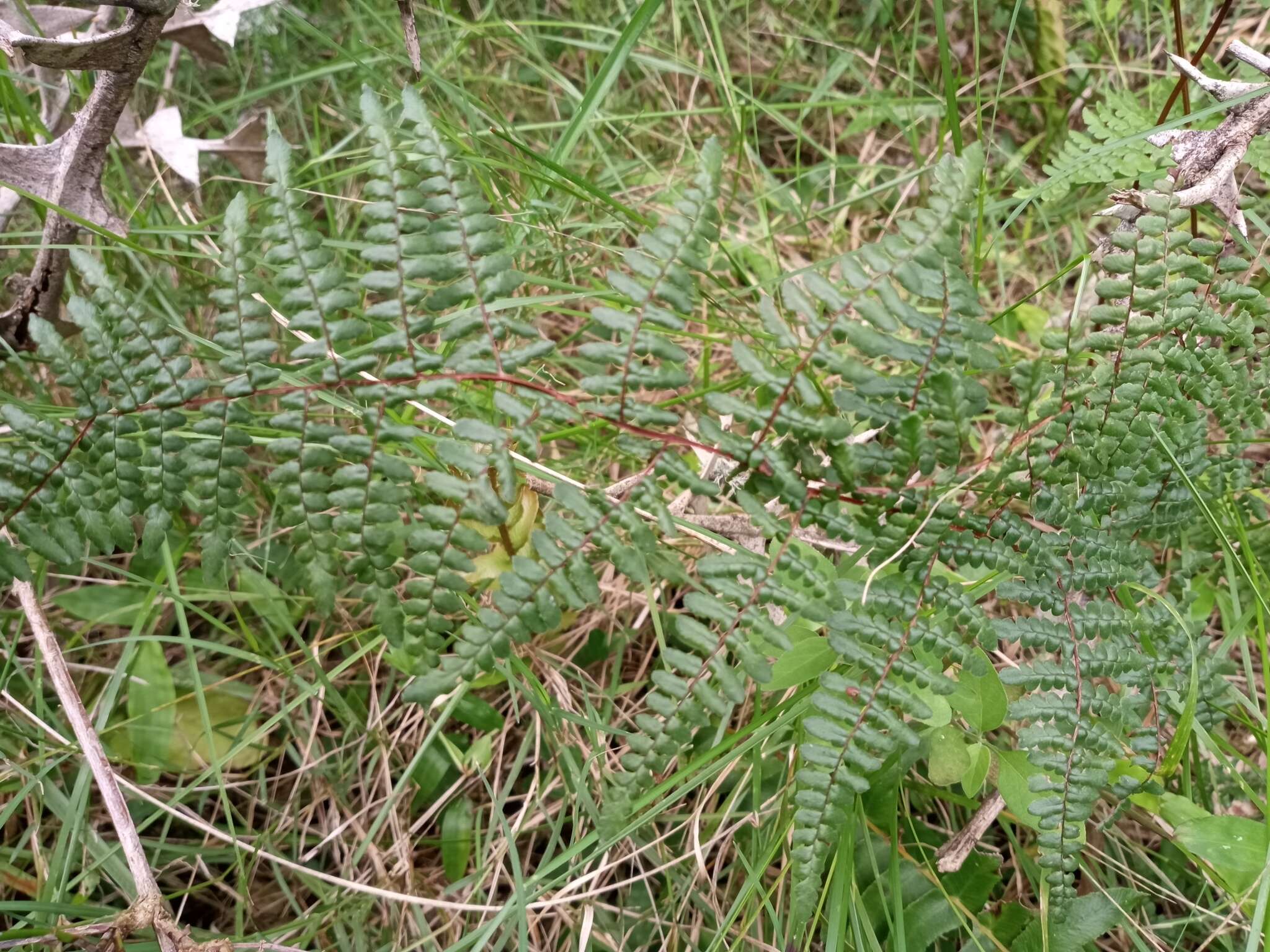 Image of Adiantopsis chlorophylla (Sw.) Fée