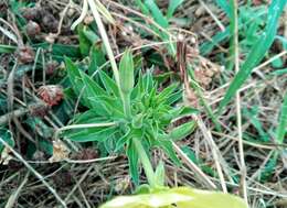 Oenothera stucchii Soldano resmi