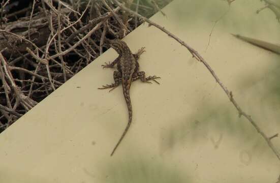 Image of Bell's spiny lizard