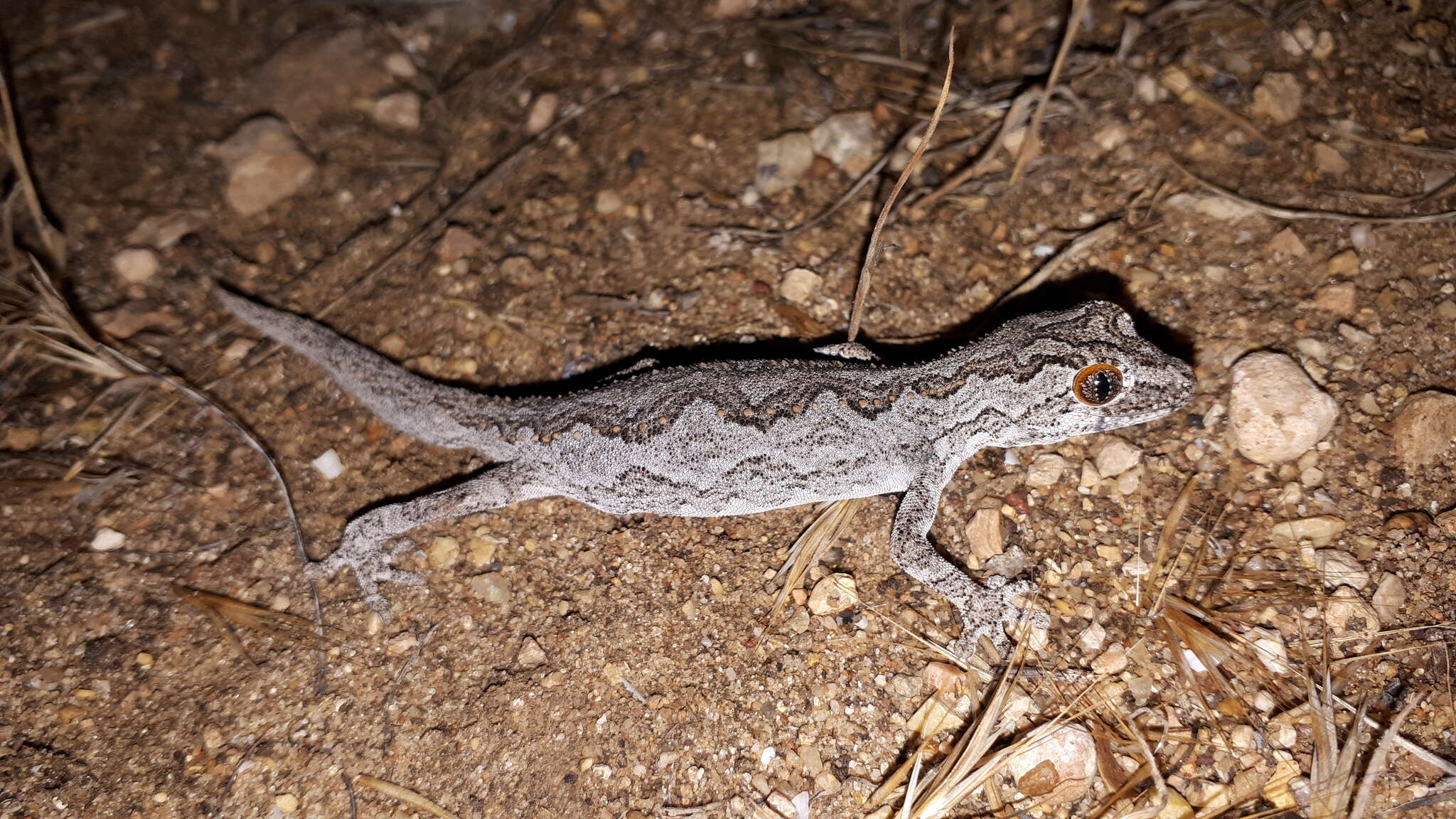 Image of Eastern Spiny-tailed Gecko