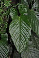 Anthurium ochranthum K. Koch resmi