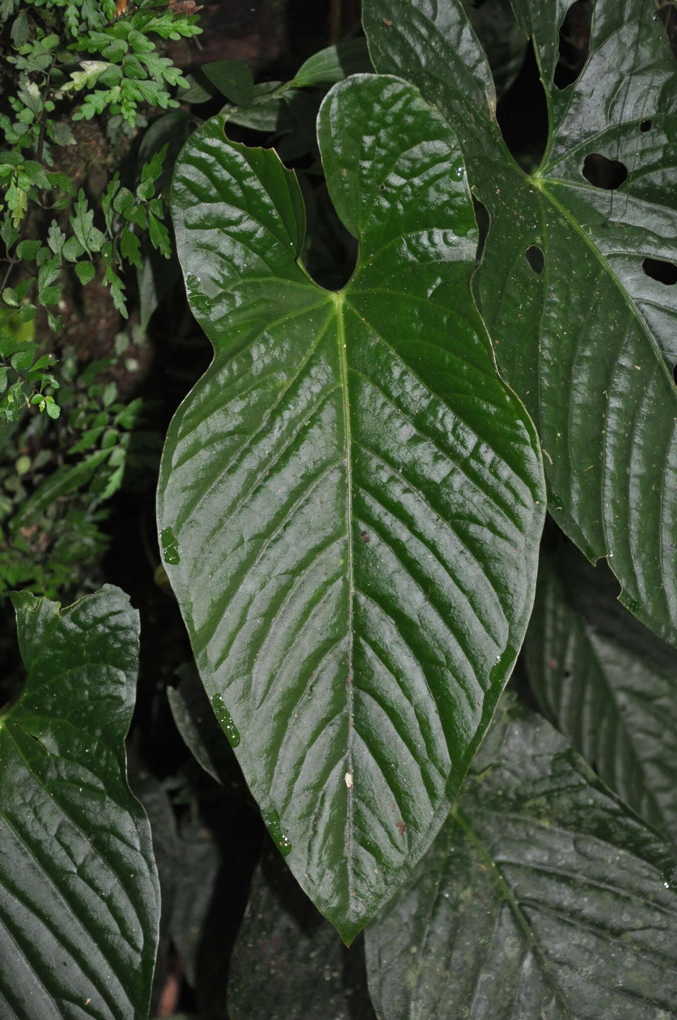 Anthurium ochranthum K. Koch resmi