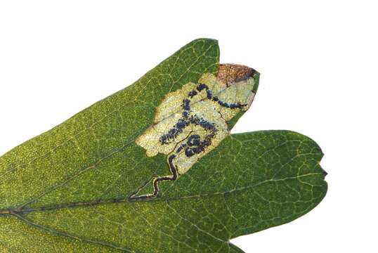 Image of Stigmella crataegella (Klimesch 1936) Klimesch 1948