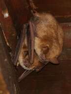 Imagem de Myotis emarginatus (E. Geoffroy 1806)