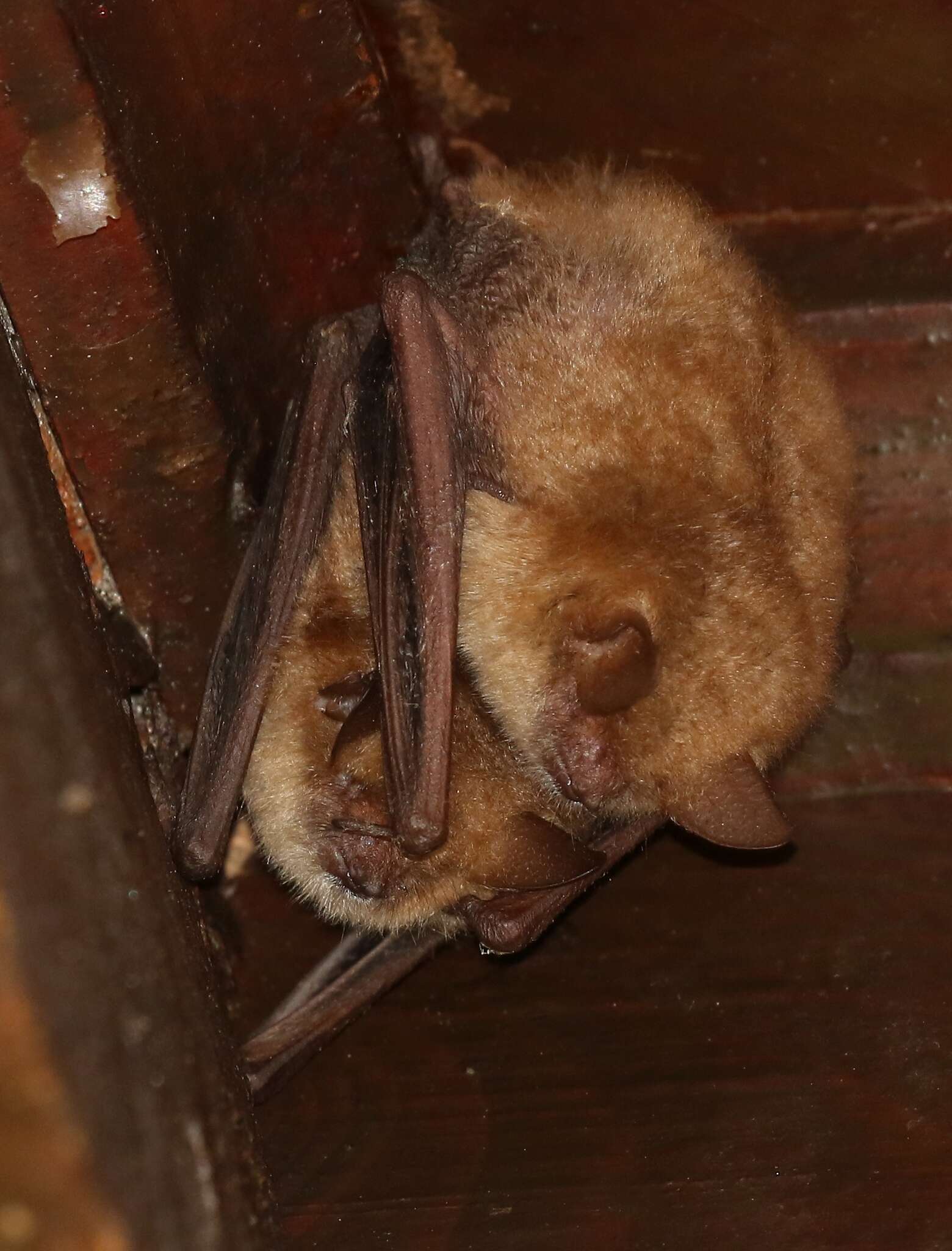 Myotis emarginatus (E. Geoffroy 1806) resmi