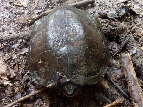 Image of Enigmatic leaf turtle