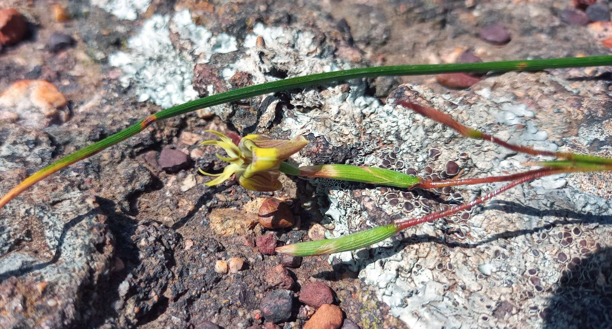 Image of Moraea inconspicua subsp. inconspicua