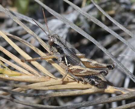 Слика од Melanoplus gracilipes Scudder & S. H. 1897