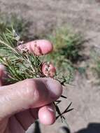 Image de Melaleuca trichostachya Lindl.