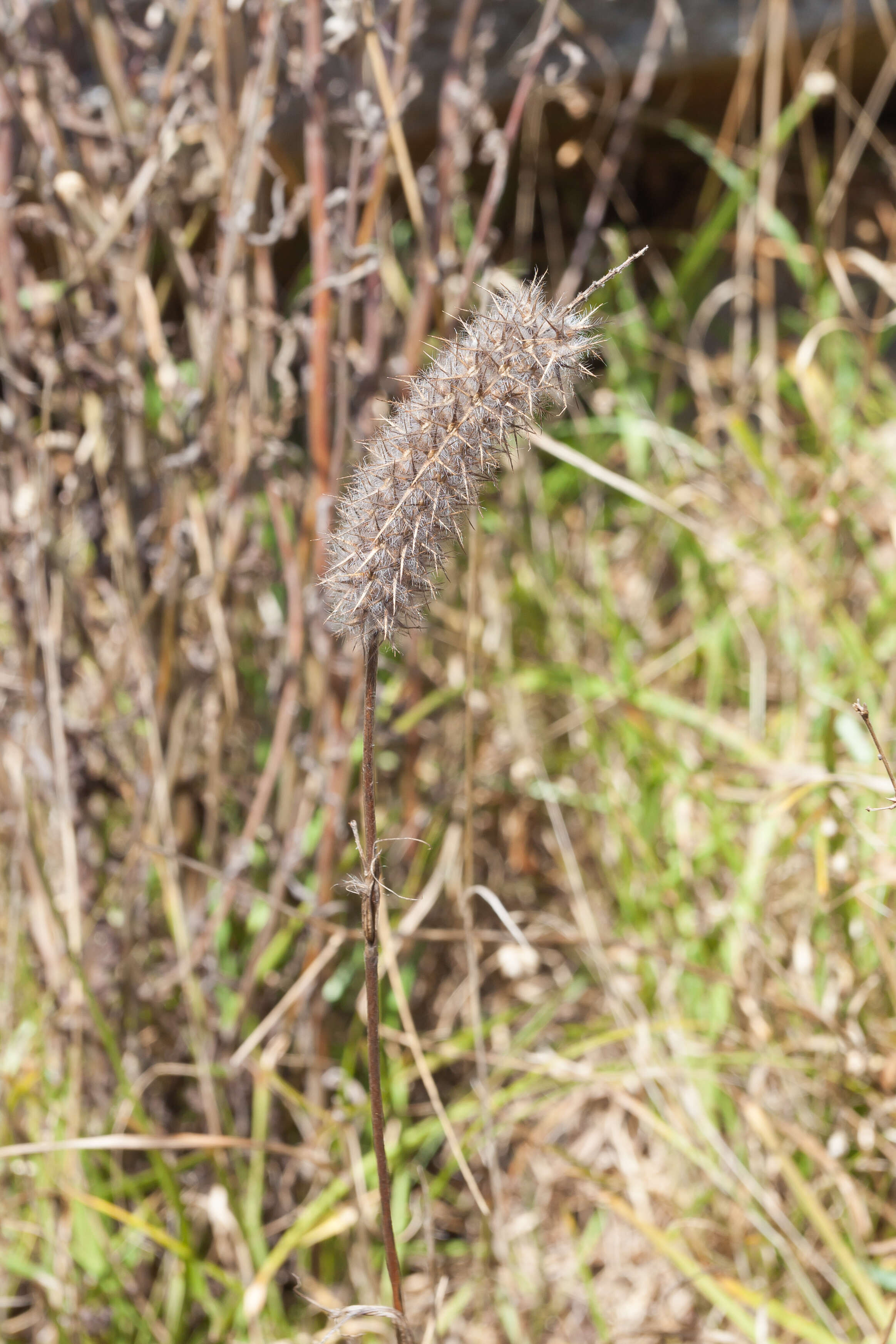 Image of Narrow Clover