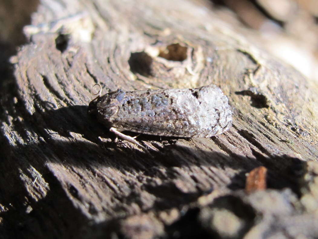 Image of Locust Twig Borer Moth