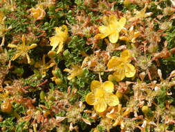 Image of Hypericum balearicum L.