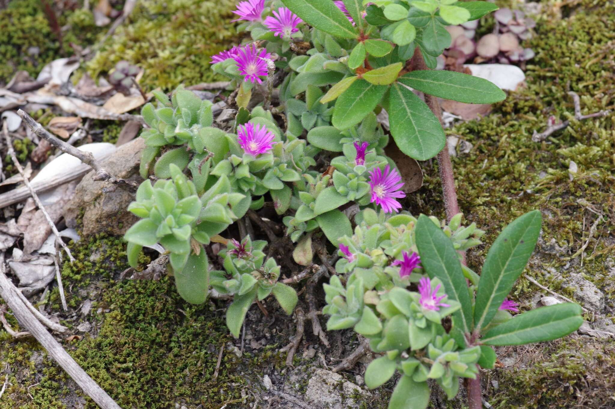 Image of Delosperma invalidum (N. E. Br.) N. E. K. Hartmann