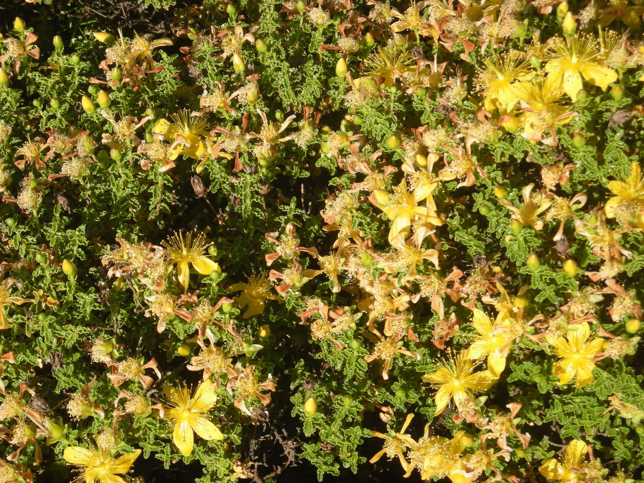 Image of Hypericum balearicum L.