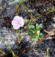 Image of Oxalis commutata var. concolor Salter