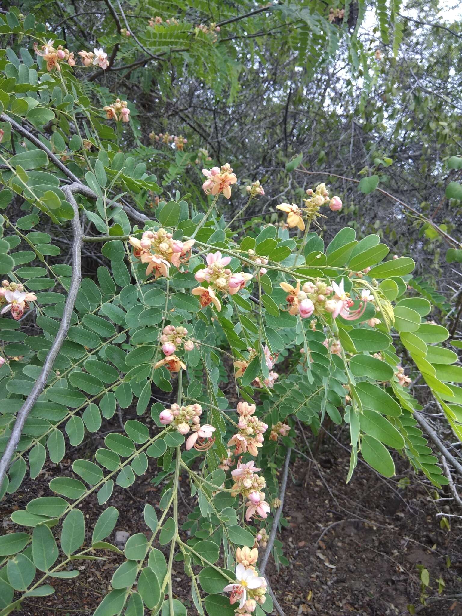 Image of Roxburgh's cassia