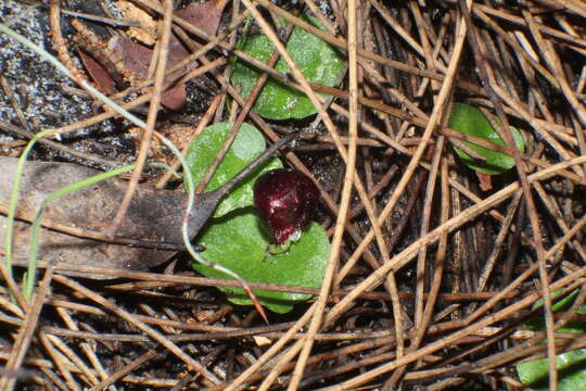 Plancia ëd Corybas recurvus D. L. Jones