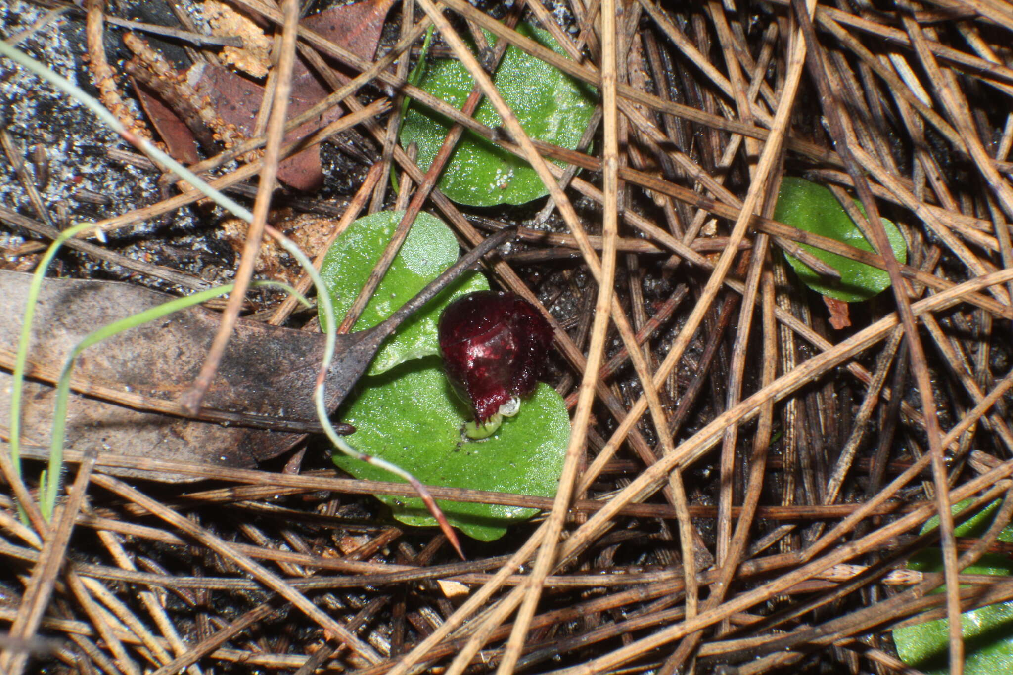 Plancia ëd Corybas recurvus D. L. Jones