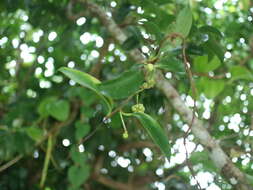 صورة Kadsura philippinensis Elmer