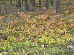 Image of Pteridium latiusculum subsp. pinetorum (C. N. Page & R. R. Mill) Fraser-Jenkins