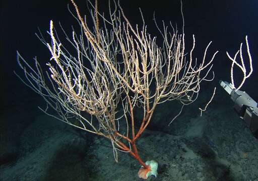 Image of bamboo corals