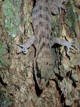 Nactus pelagicus (Girard 1858) resmi