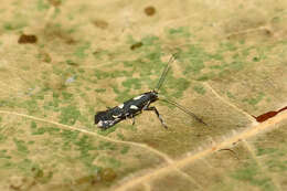 Image of Calybites