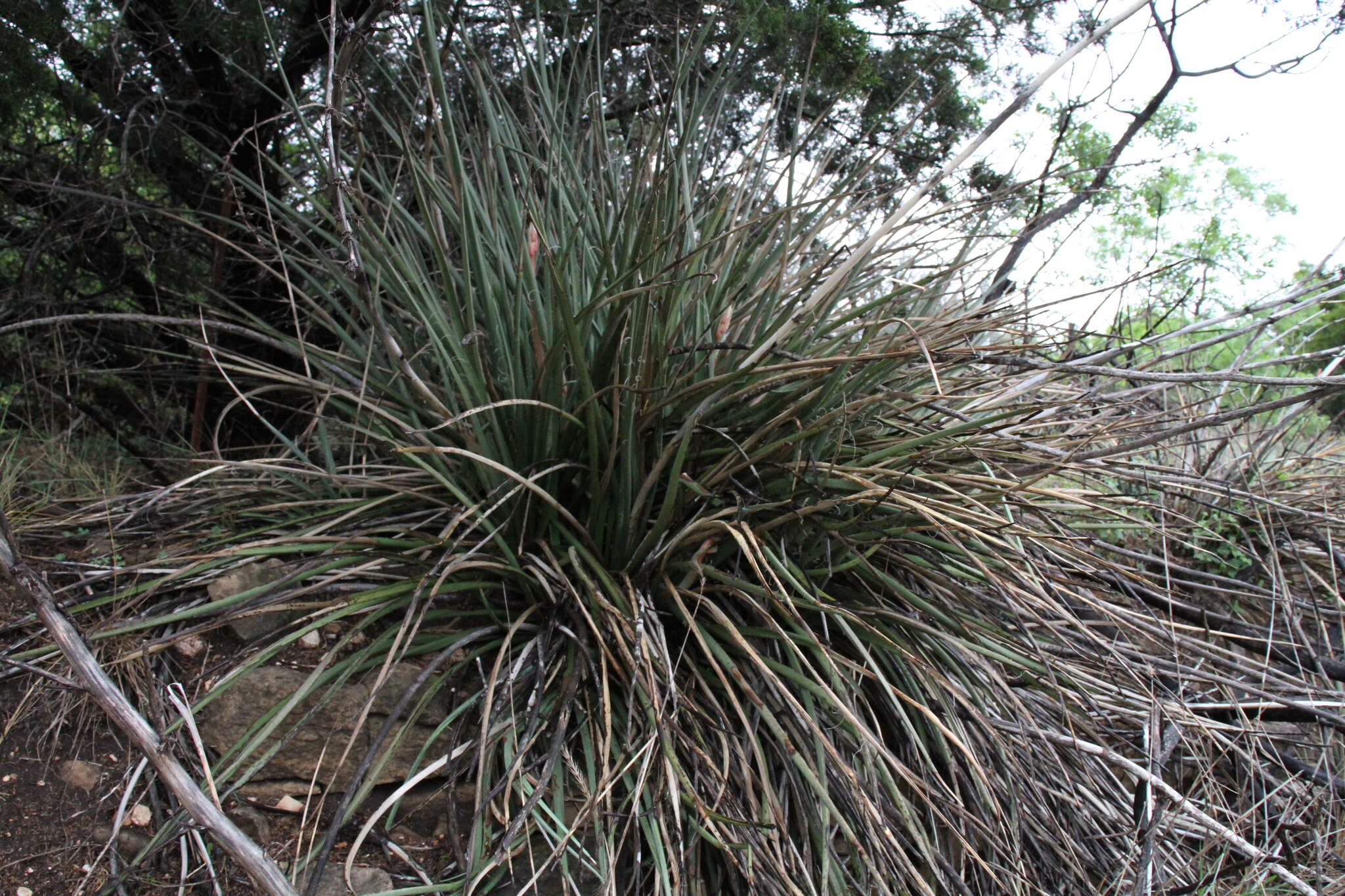 Image de Hesperaloe engelmannii Krauskopf ex Baker