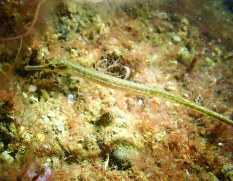 Image of Lesser Pipefish