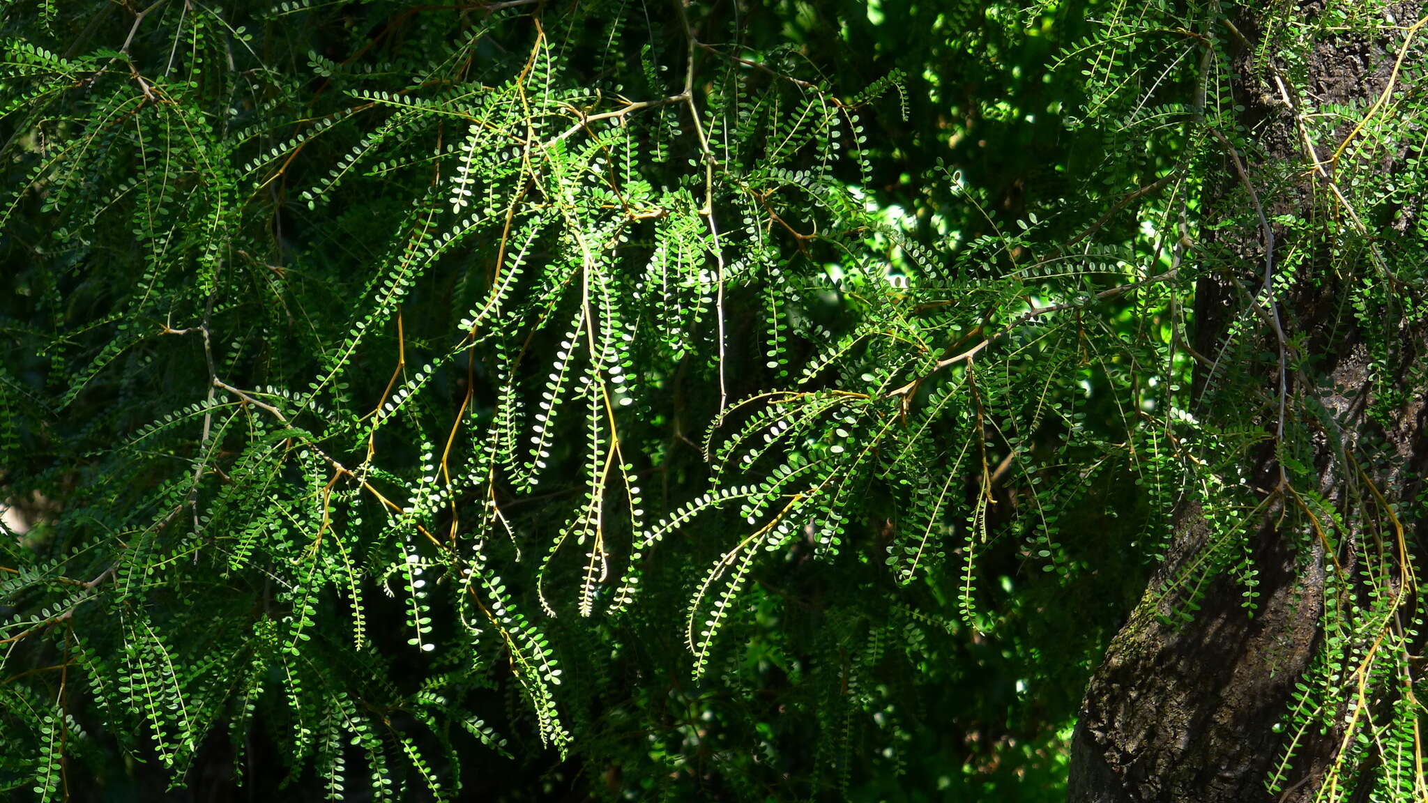 Image of Sophora microphylla var. longicarinata (G. Simpson) Allan