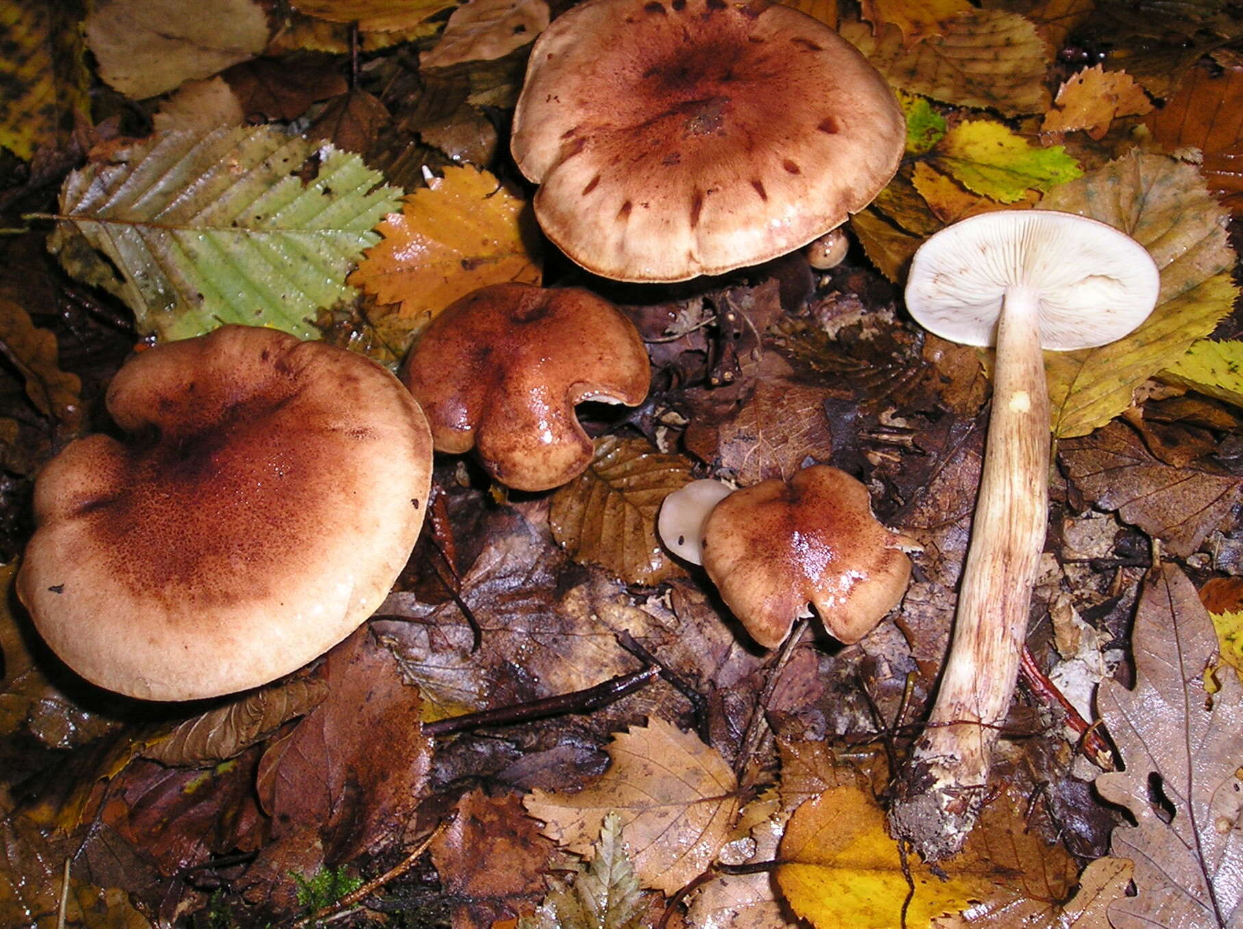 Image of Tricholoma fulvum (DC.) Bigeard & H. Guill. 1909