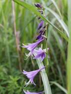 Image of Hosta sieboldii (Paxton) J. W. Ingram