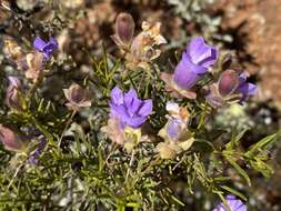 Imagem de Eremophila metallicorum S. Moore