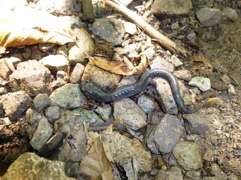 Image of Northern Gray-cheeked Salamander