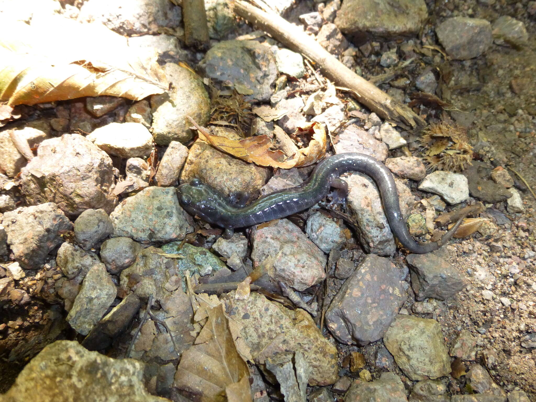 Image de Plethodon montanus Highton & Peabody 2000