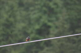 Image of White-capped Redstart