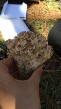 Image of Cauliflower coral