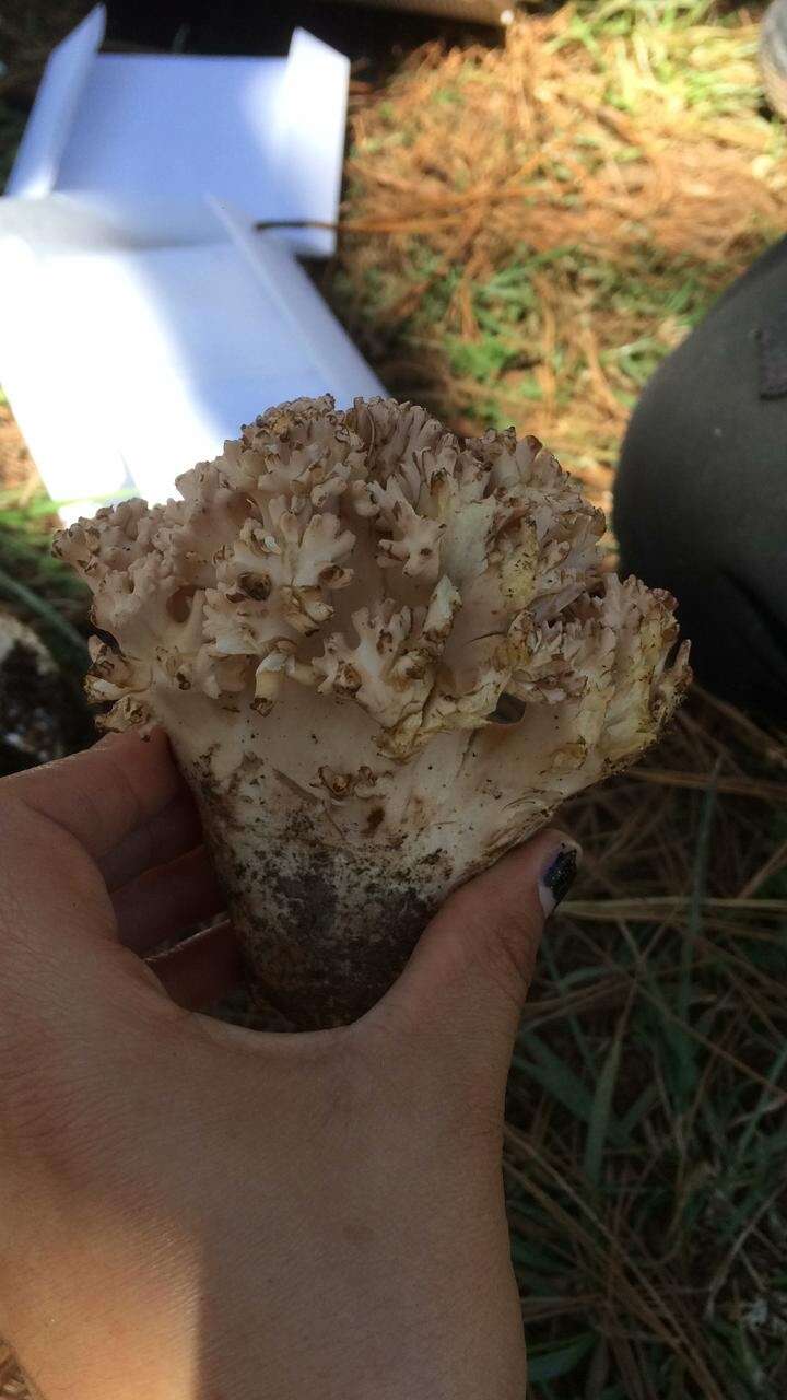 Image of Cauliflower coral